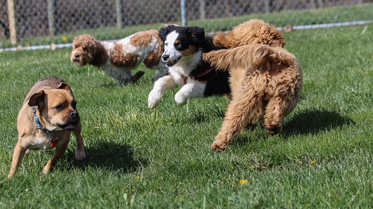 Kennel Outside