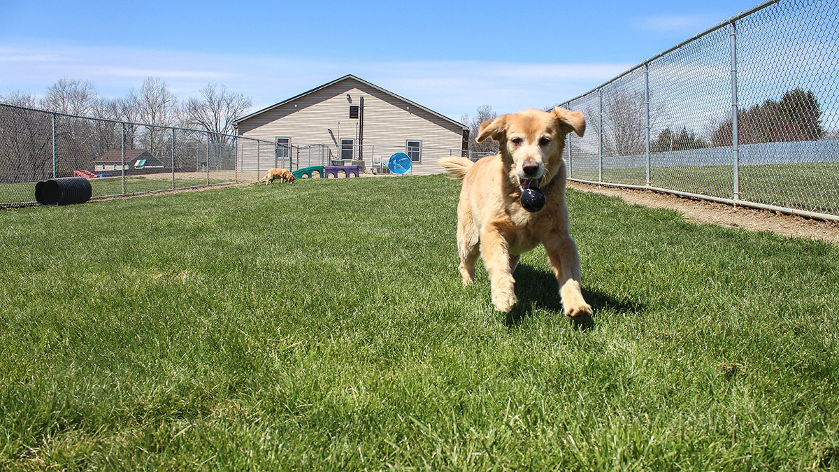 Kennel Outside