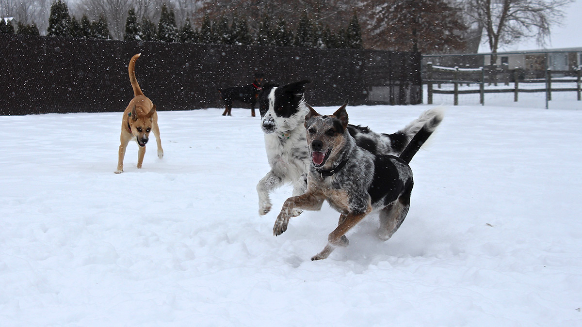 Kennel Outside