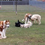 Kennel Outside