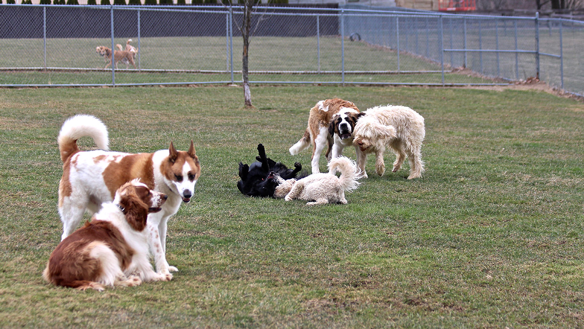 Kennel Outside