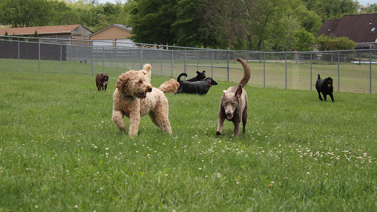 Kennel Outside