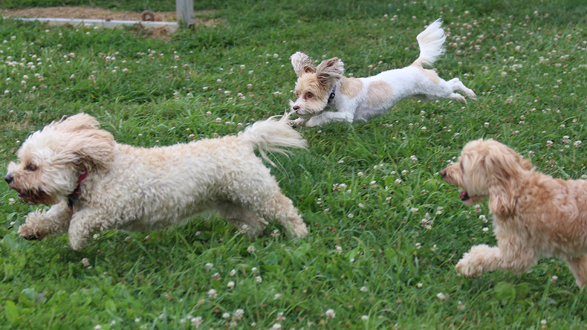 Kennel Outside