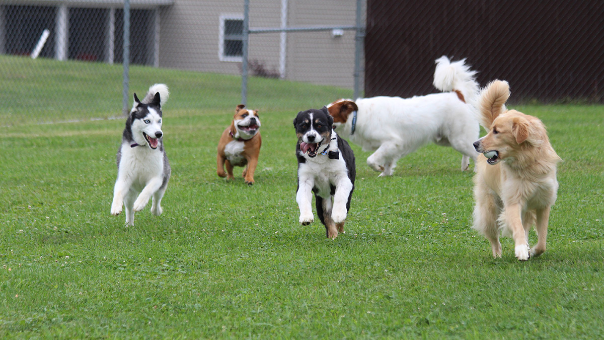 Kennel Outside