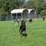 Kennel Outside