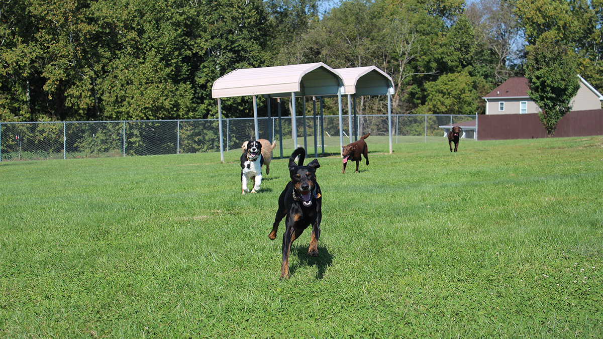 Kennel Outside