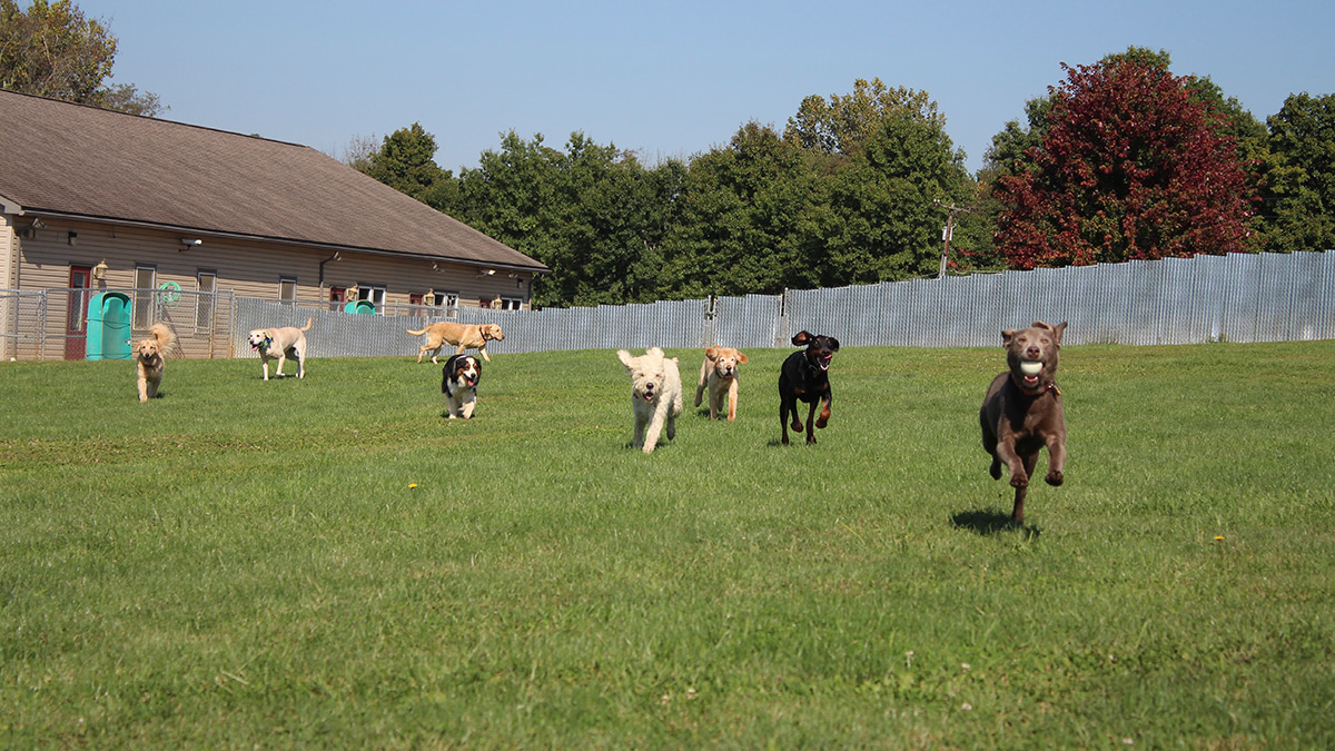 Kennel Outside