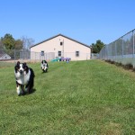 Kennel Outside