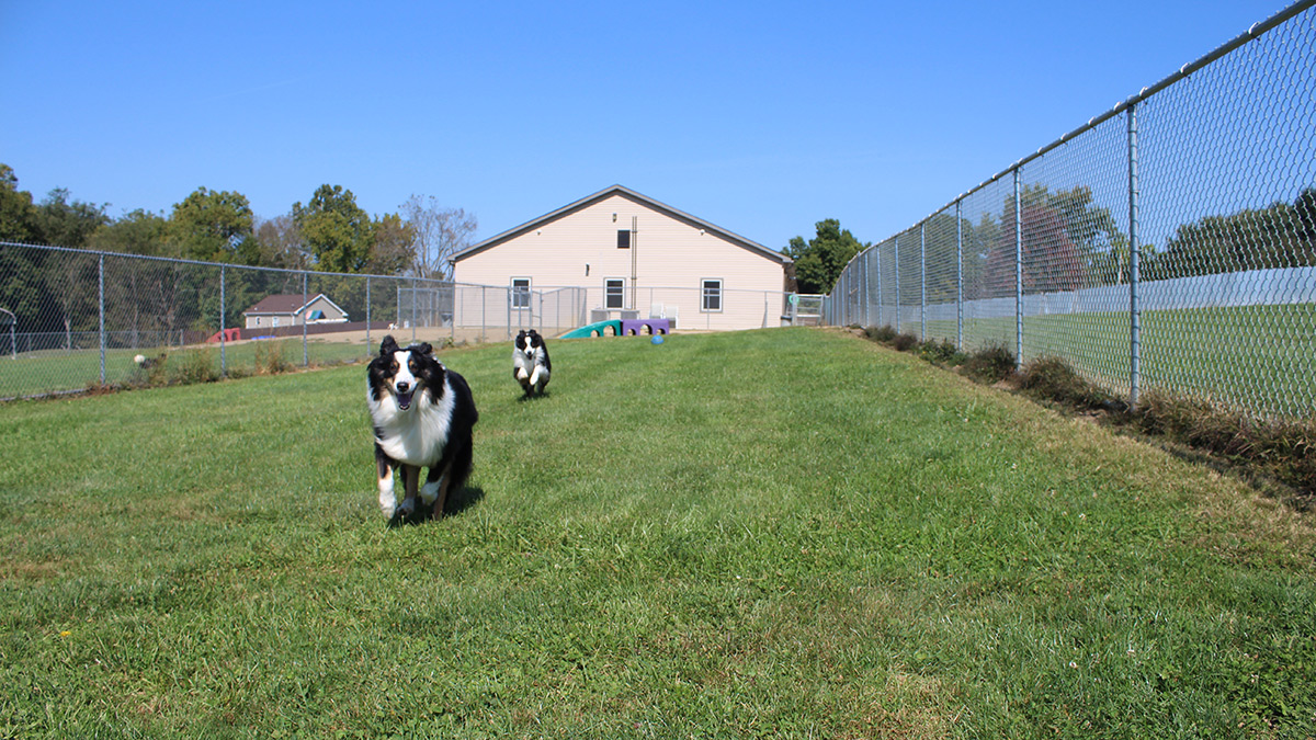 Kennel Outside